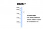RBM47 antibody - middle region
